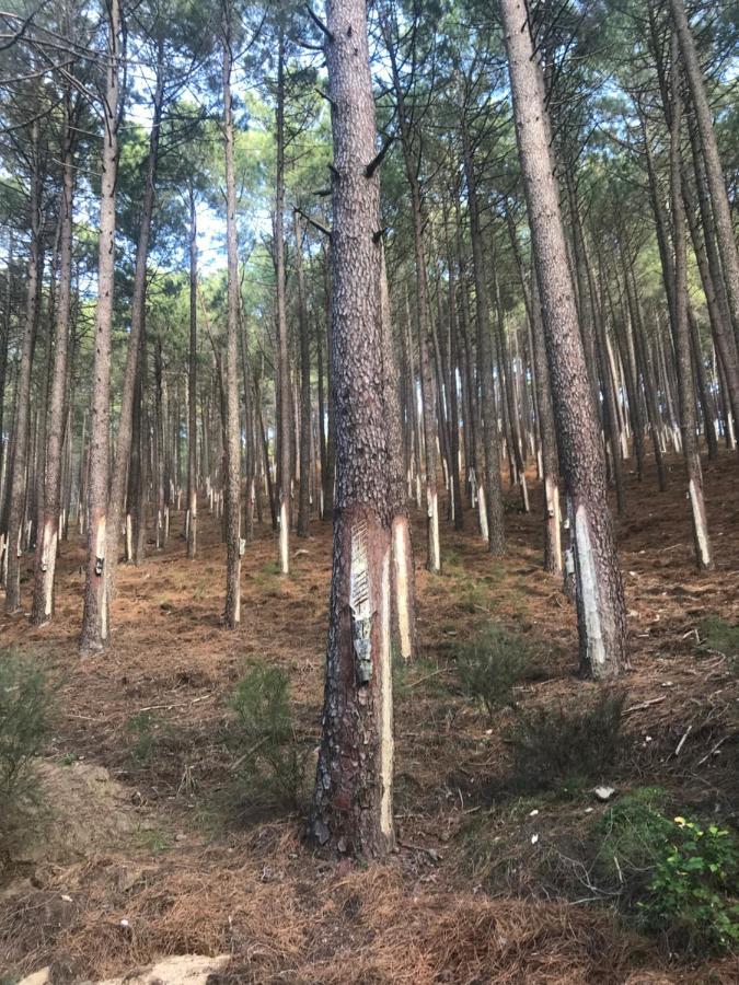Posada Rural La Resinera Ла Адрада Екстериор снимка
